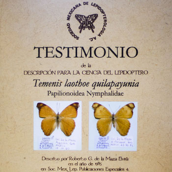 Elemento